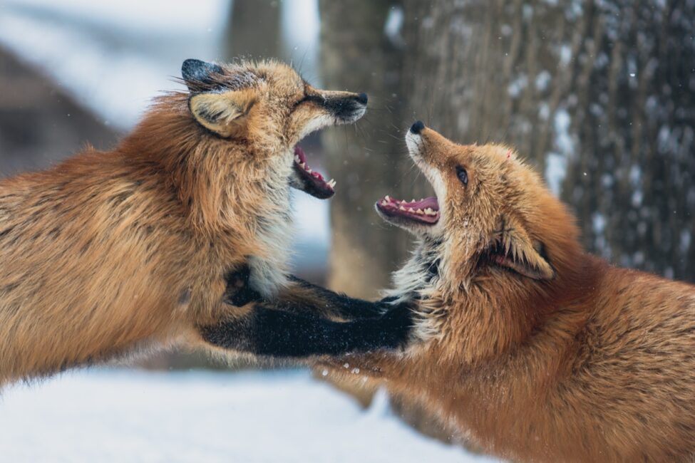 two foxes fighting release your anger 