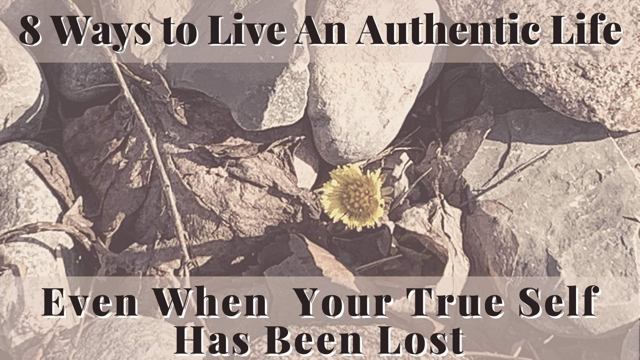 Dandelion growing in-between the rocks 8 ways to live an authentic life when your true self has been lost